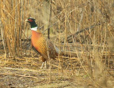 Ring necked Pheasant