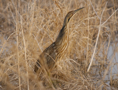 American Bittern (3).jpg