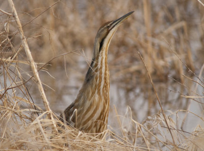 American Bittern