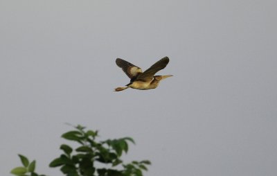 Least Bittern