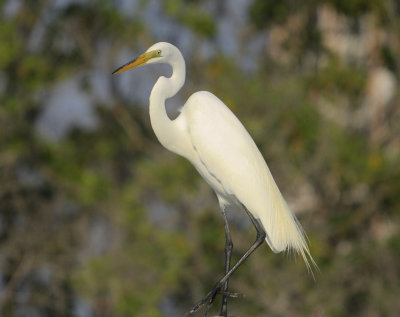 Great Egret