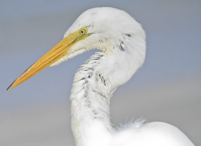 Great Egret