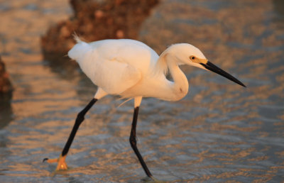 Snowy Egret