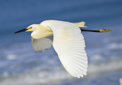 Snowy Egret