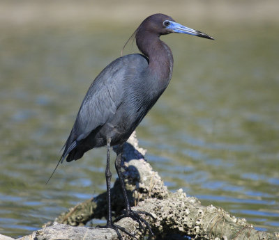 Little Blue Heron