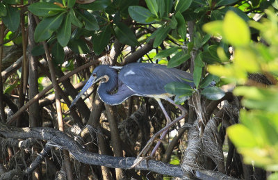 Tricolored Heron