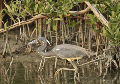 Tricolored Heron