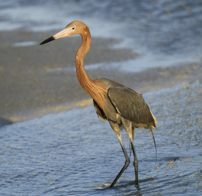 Reddish Egret (51).jpg