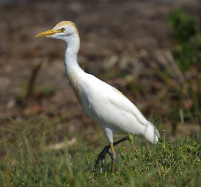 Cattle Egret