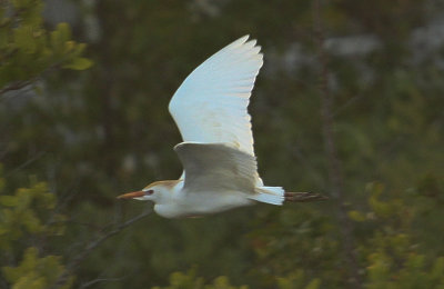 Cattle Egret