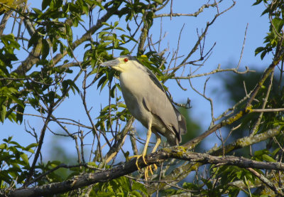 Black crowned night Heron