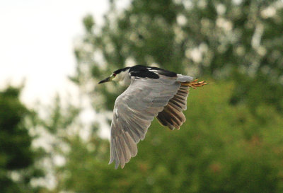 Black crowned night Heron
