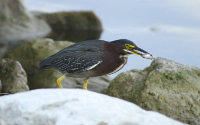 Green Heron