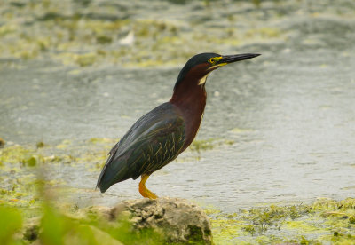 Green Heron
