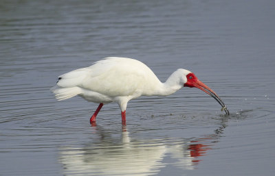 ibis and spoonbill