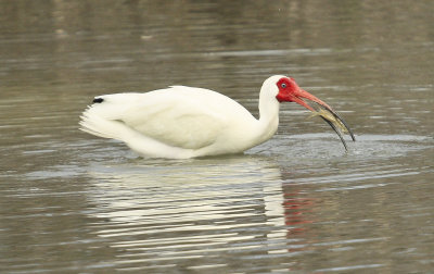 White Ibis