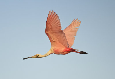 Roseate Spoonbill (3).jpg