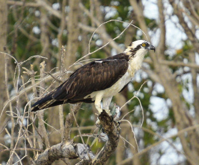 Osprey (3).jpg