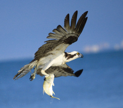 Osprey (11).jpg
