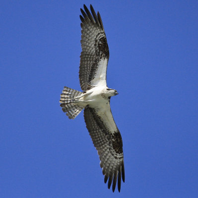 Osprey (6).jpg