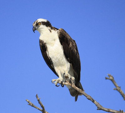 osprey