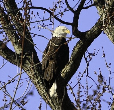 eagles