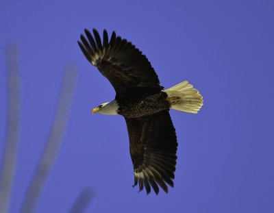 eagles