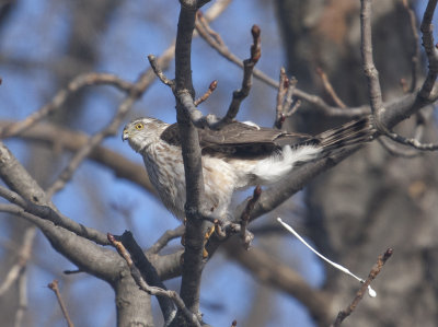 Sharp shinned Hawk