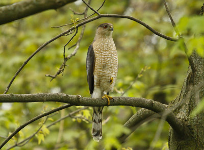 Cooper's Hawk