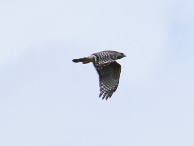 Red shouldered Hawk