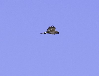 Broad winged Hawk