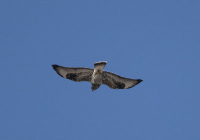 Rough legged Hawk
