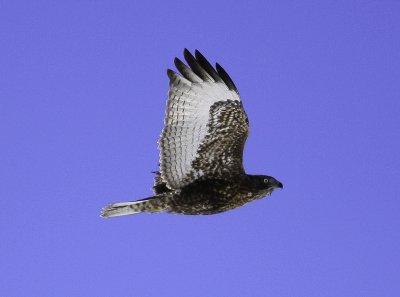 Red tailed hawk (20).tif