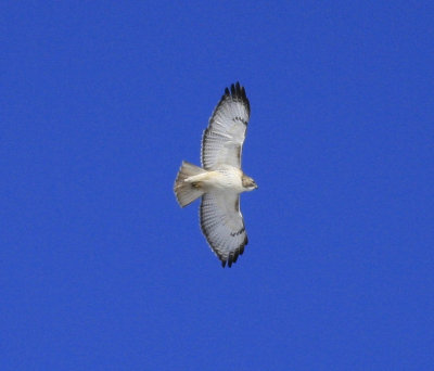 Red tailed hawk Krider's.jpg