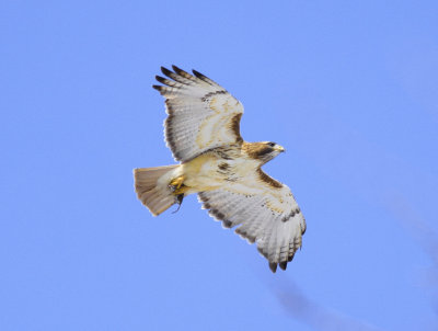 Red tailed Hawk