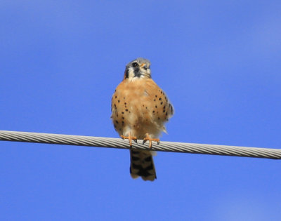 American Kestrel