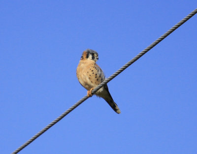 American Kestrel
