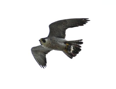 Peregrine Falcon