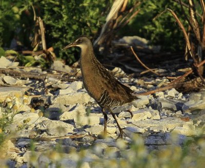 Virginia Rail