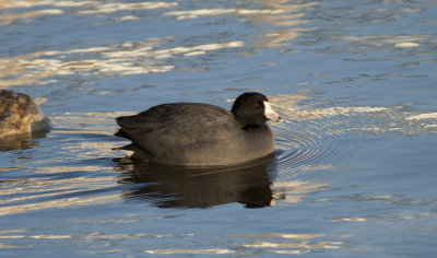 American Coot