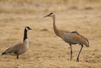 Sandhill Crane