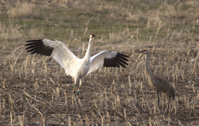 Whooping Crane