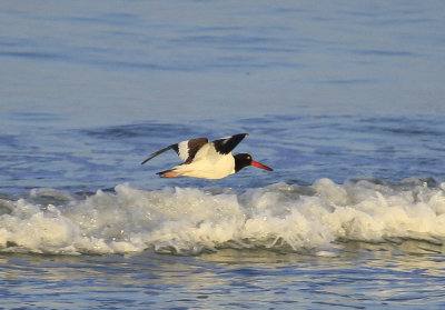 American Oystercatcher