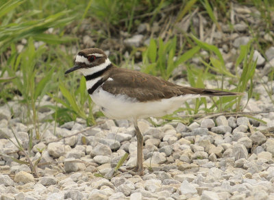 Killdeer.jpg