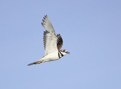 Killdeer