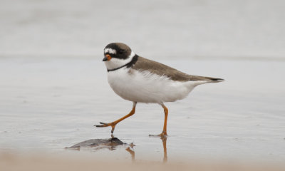 Semipalmated Plover.jpg