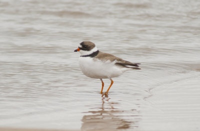 Semipalmated Plover (4).jpg