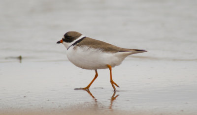 Semipalmated Plover (2).jpg