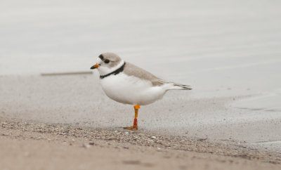 Piping Plover