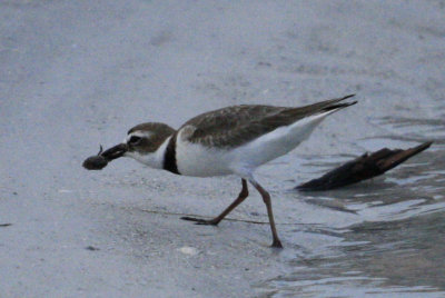 Wilson's Plover